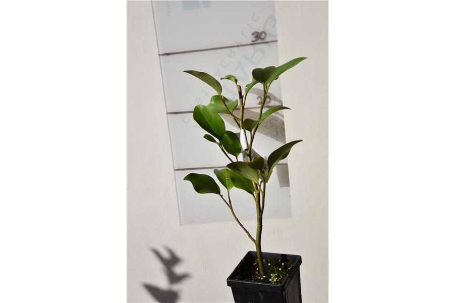 Native Broadleaf