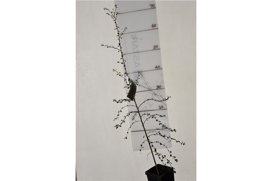 Hoheria angustifolia
