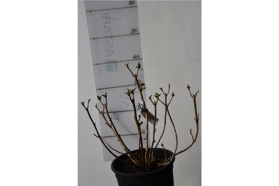 Lacecap Hydrangea
