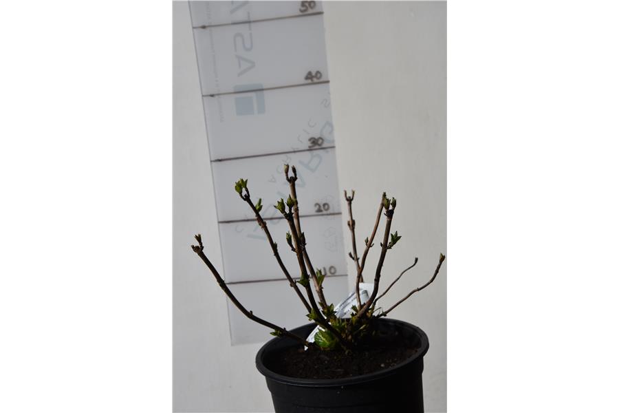 Hydrangea macrophylla flowermaster Blue