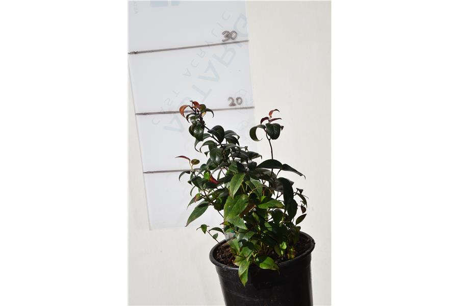 Leucothoe fontanesiana Crimson Globe