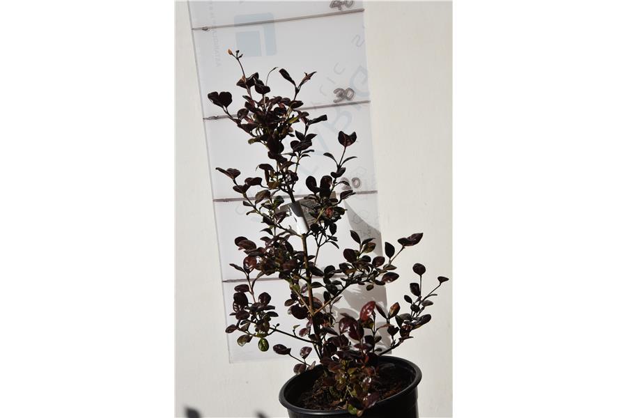 (Lophomyrtus)