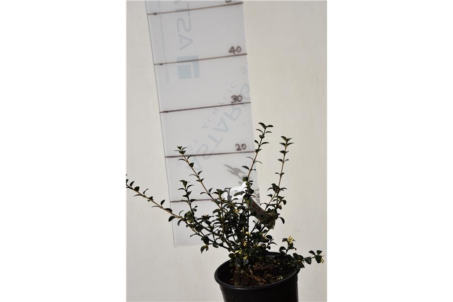 Osmanthus delavayi