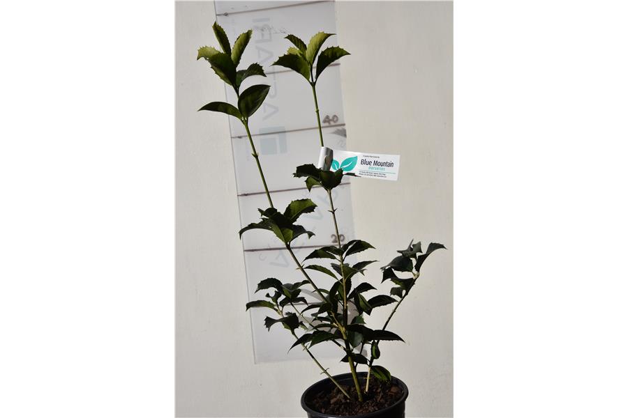 Osmanthus x fortunei