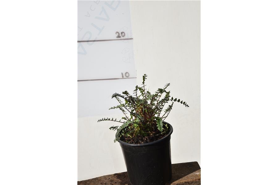 Polemonium yezoense Purple Rain