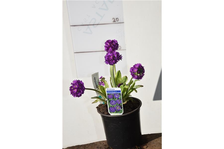 Drumstick Primula
