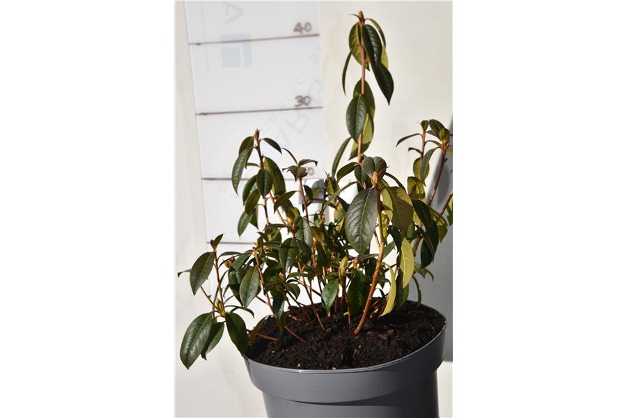 (lutescens x burmanicum)