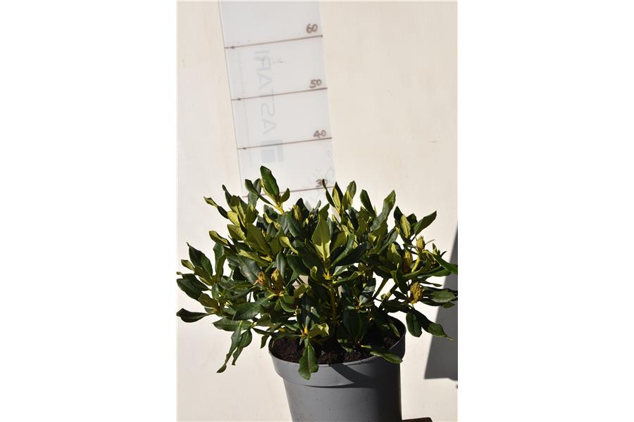Rhodo Buna