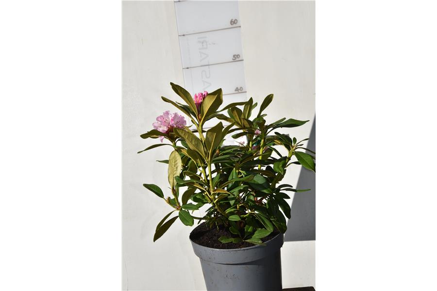 (caucasicum hybrid)