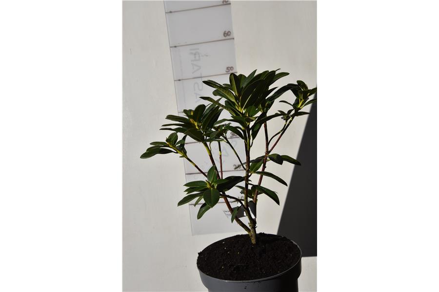 Rhodo Cream surpreme