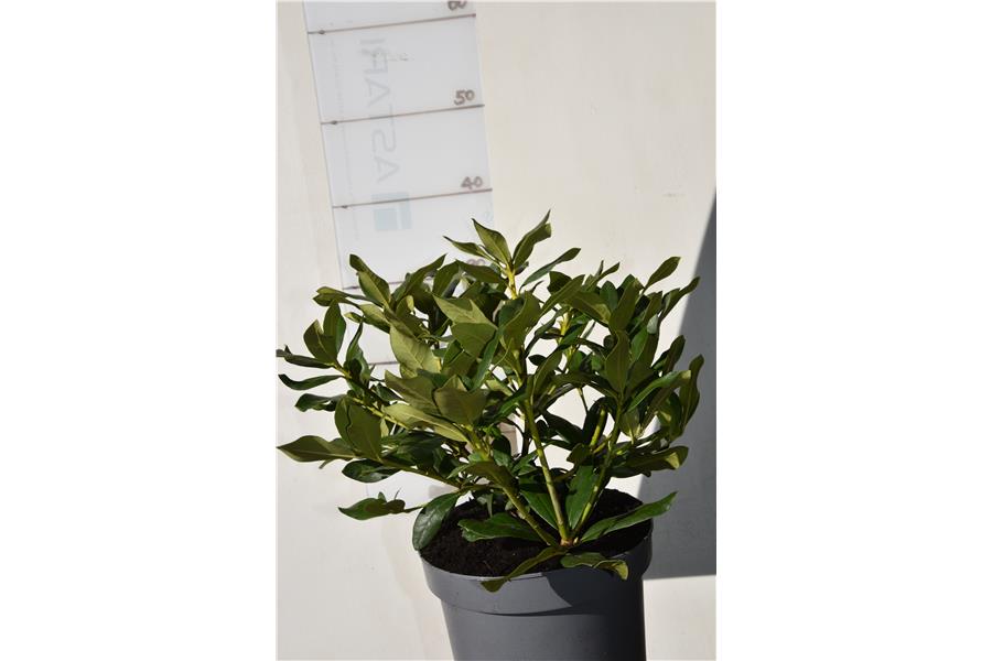 (caucasicum x ponticum)