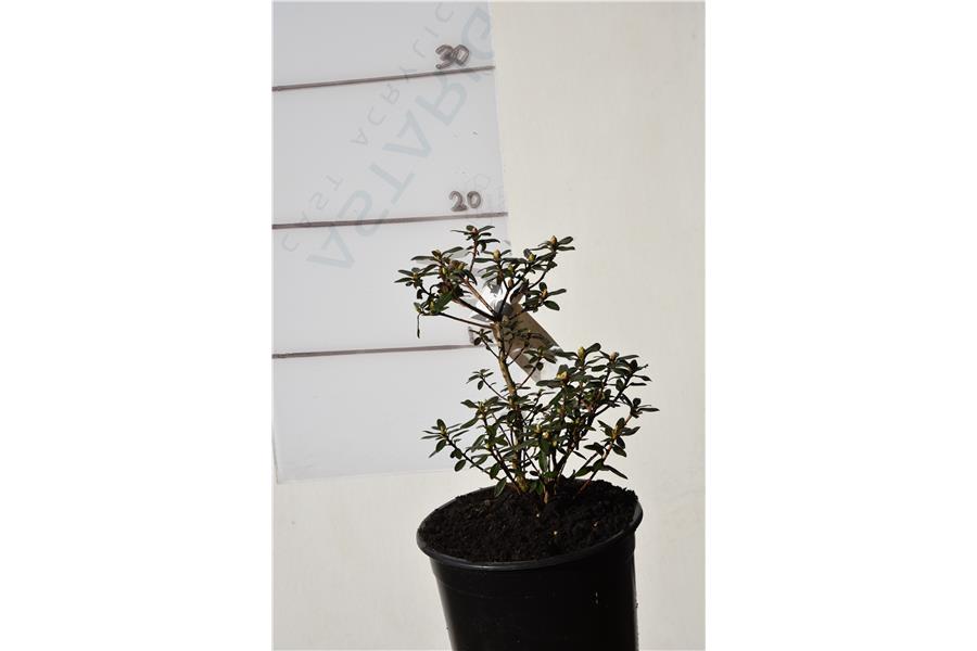 Rhodo Glenfalloch Blue
