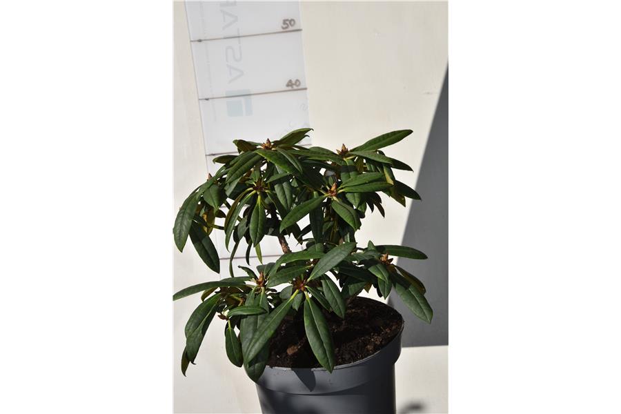 Fantastica x strigillosum
