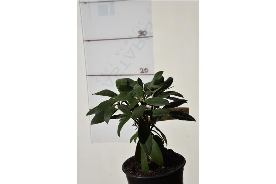 Rhodo Most Admired