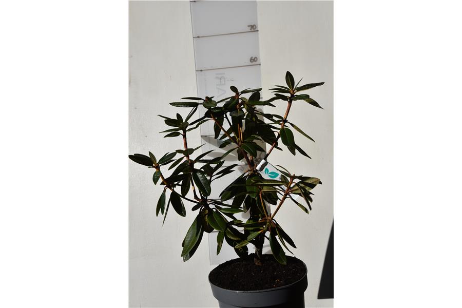 Rhodo Spotlight