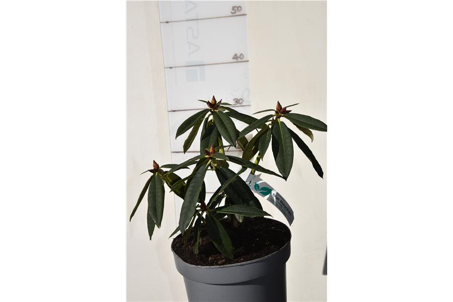 (Jean marie de montague x strigillosum)