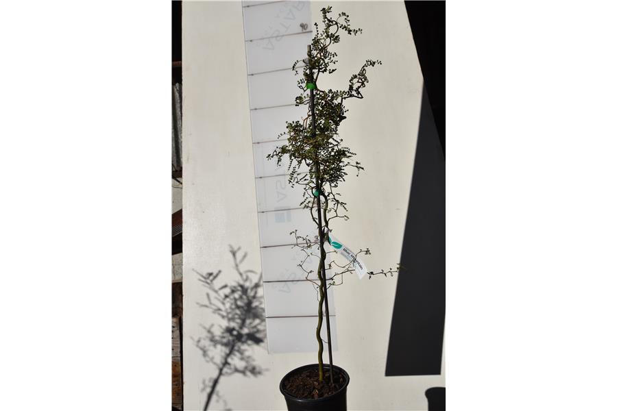 Sophora c. var tortuosa