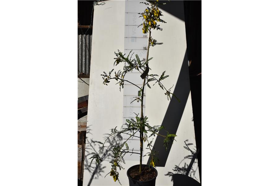 Weeping Kowhai