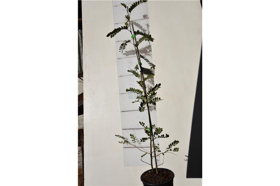 Large leaved Kowhai