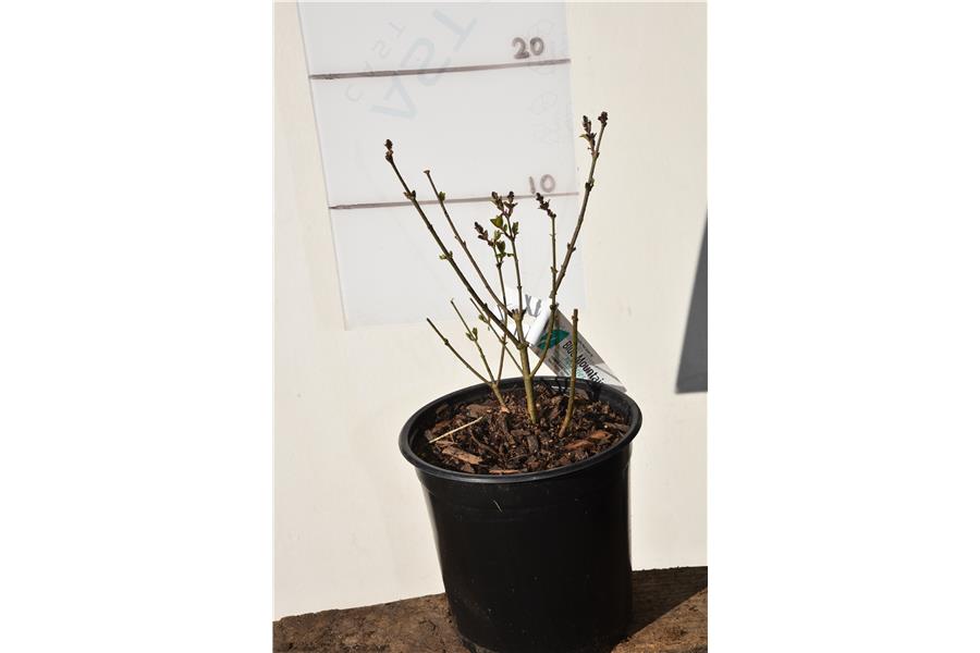 Korean Lilac