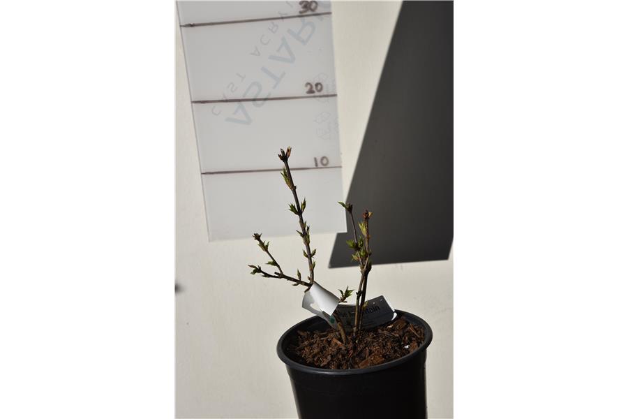 Rouen Lilac