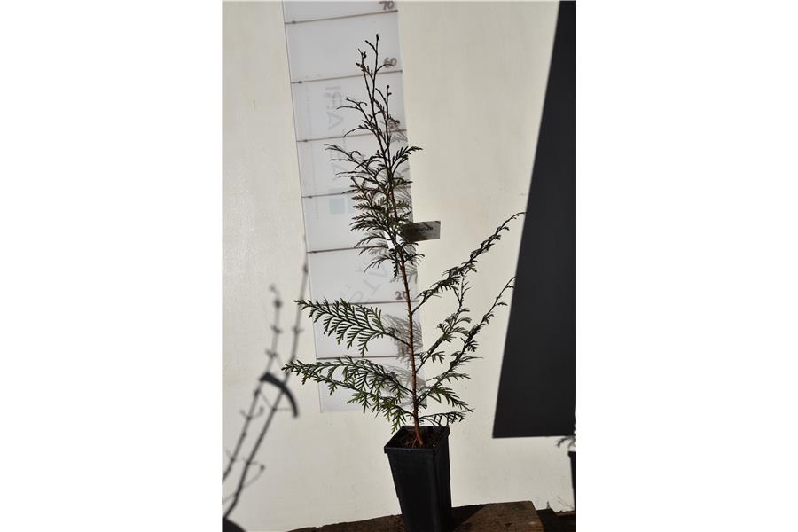 Western Red Cedar