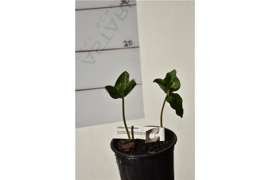 Trillium chloropetalum