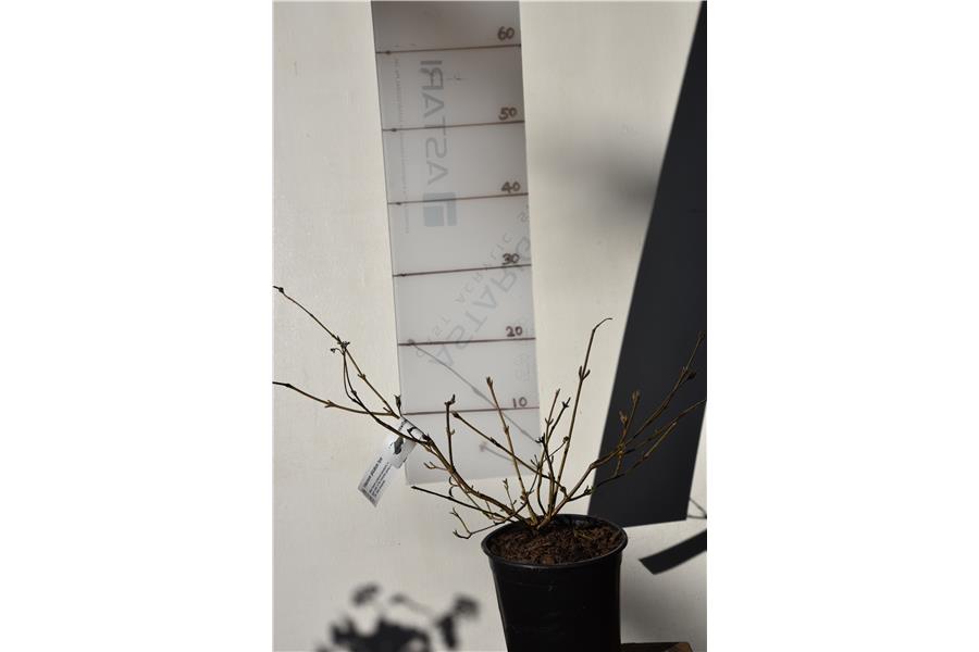 Viburnum plicatum tomentosum Summer Snowflake