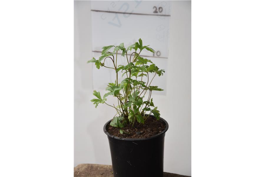 Anemone sylvestris