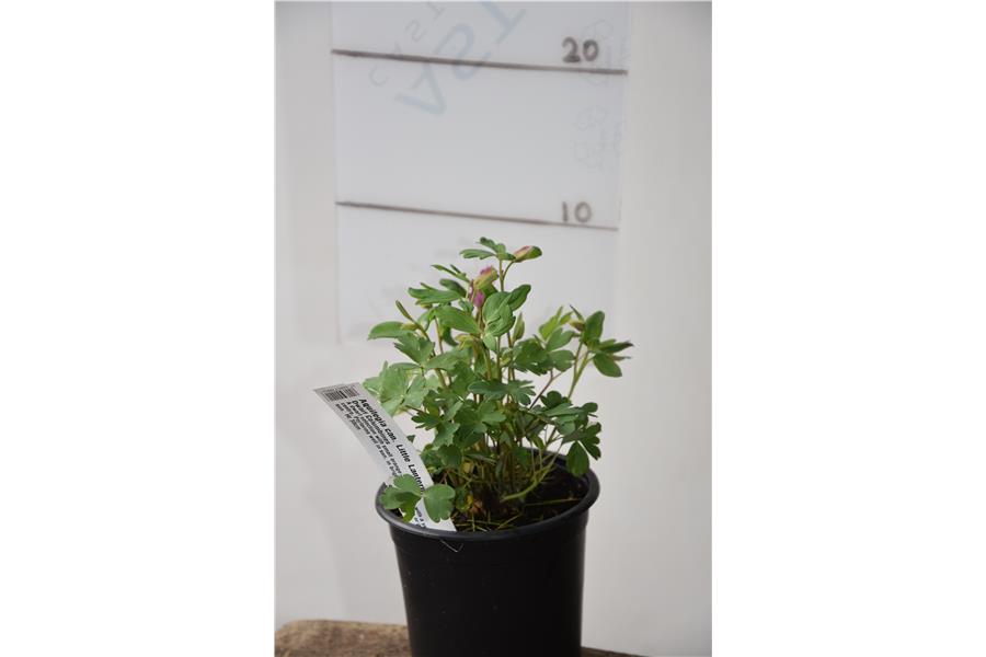 Dwarf Columbines