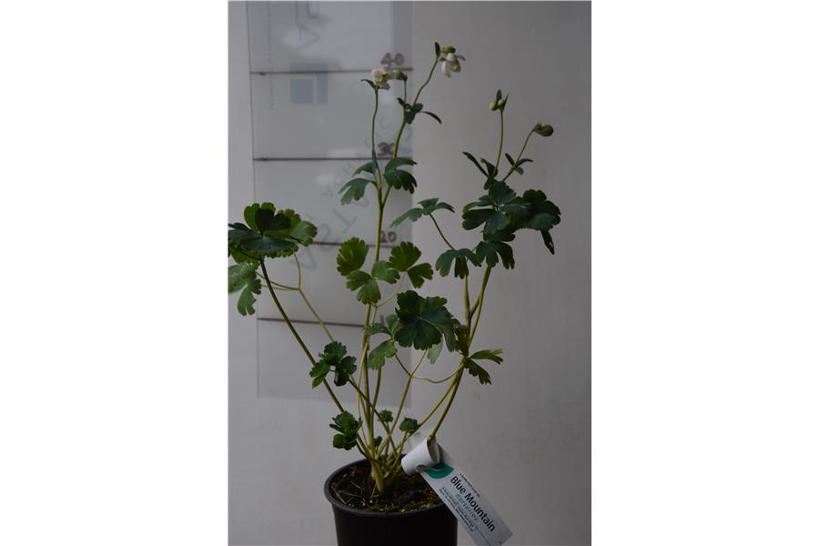 Aquilegia fl. Pumila f. Alba