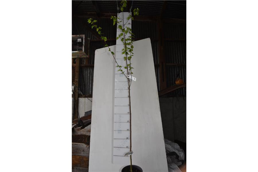 Silver Birch