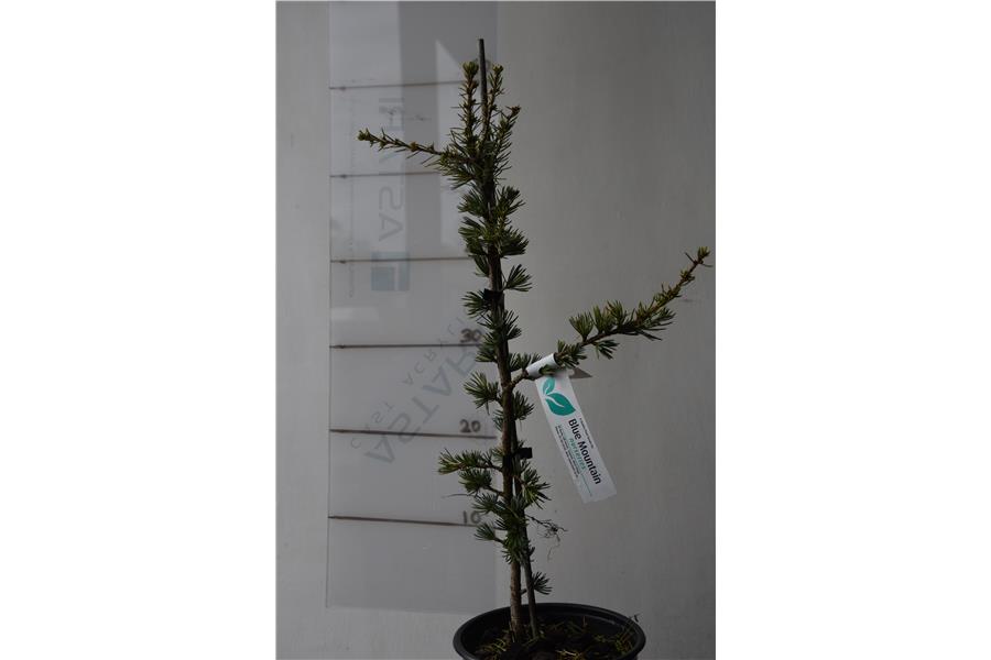 Blue Cedar