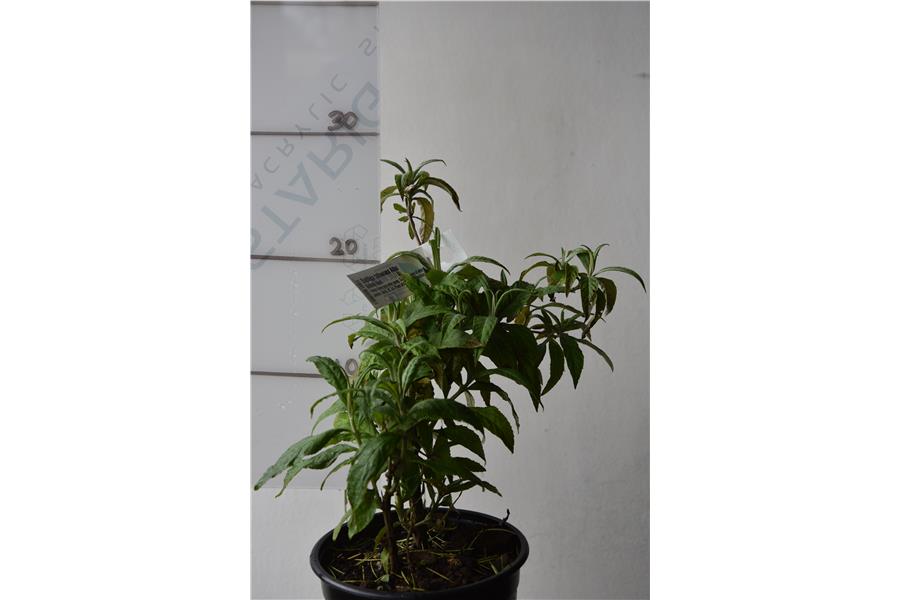 Butterfly Bush