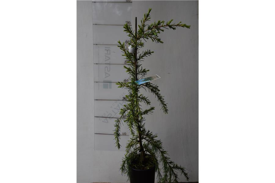 Golden Himalayan Cedar