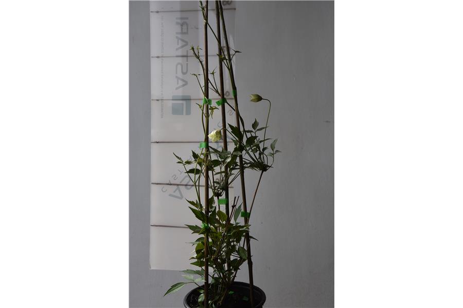 Clematis