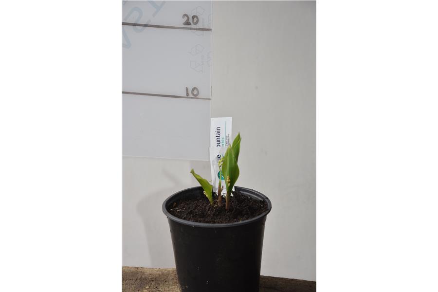 LILY OF THE VALLEY