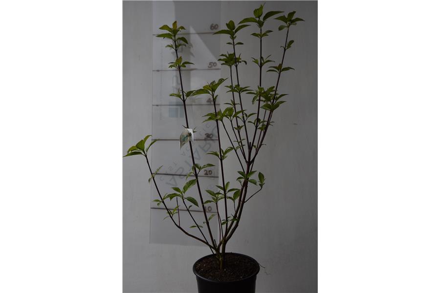 Red Stemmed Dogwood