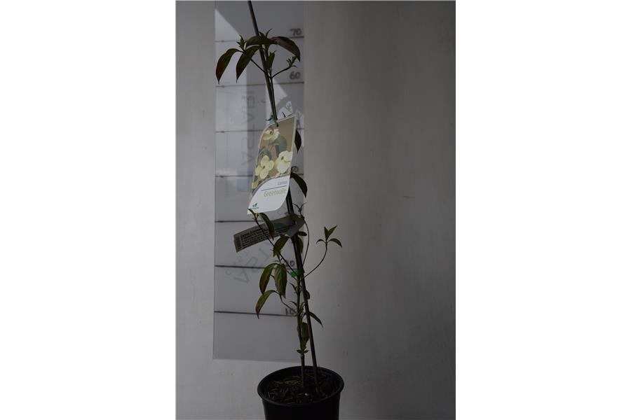 C. capitata x C. kousa chinensis
