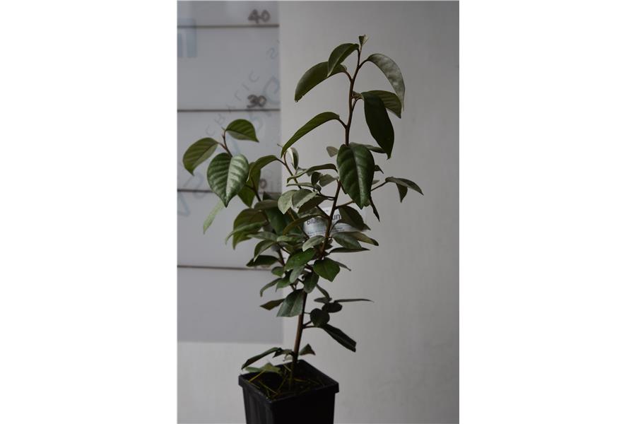 Elaeagnus x ebbingei