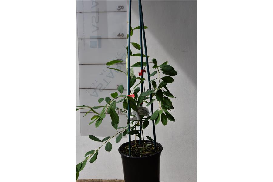 Pearl Bush