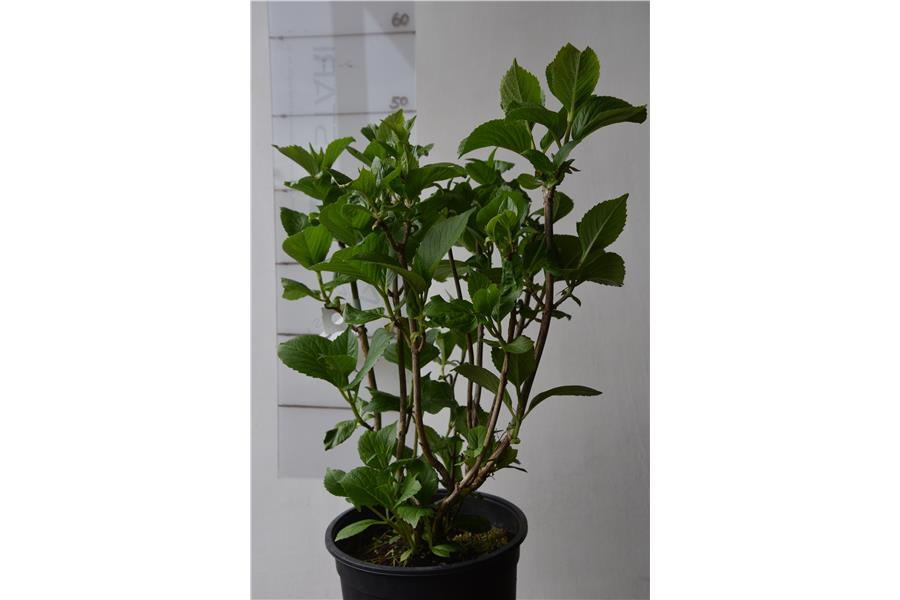Hydrangea macrophylla Viking