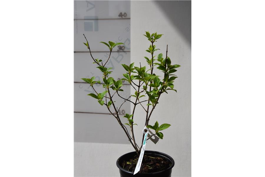 Hydrangea paniculata Kyushu