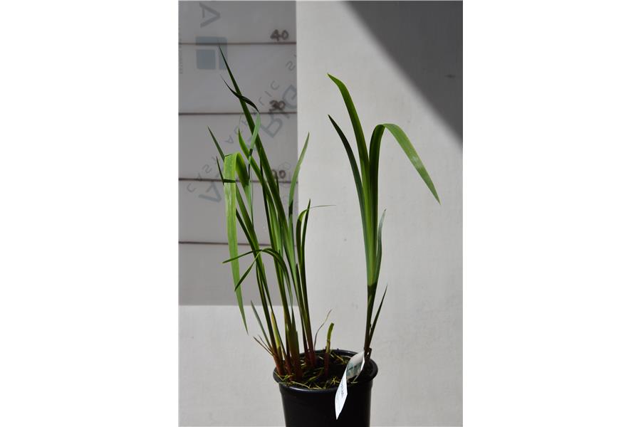 Iris siberica New Hybrids