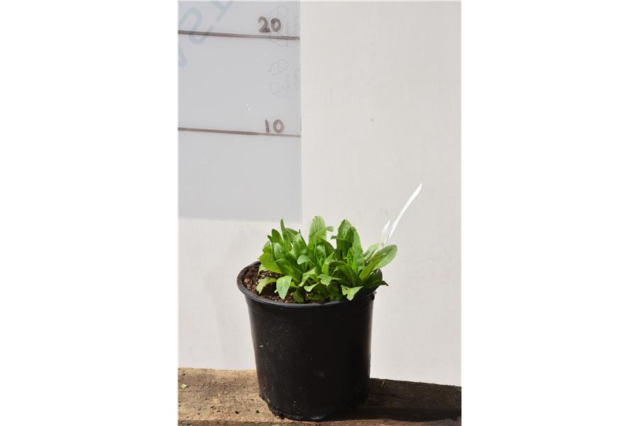 Lobelia siphilitica