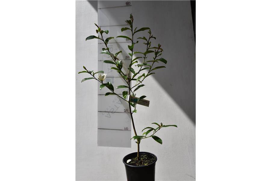 Michelia yunnanense (syn. Magnolia yunnanense)