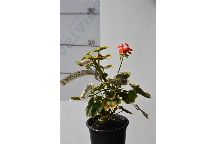 Zonal Geranium