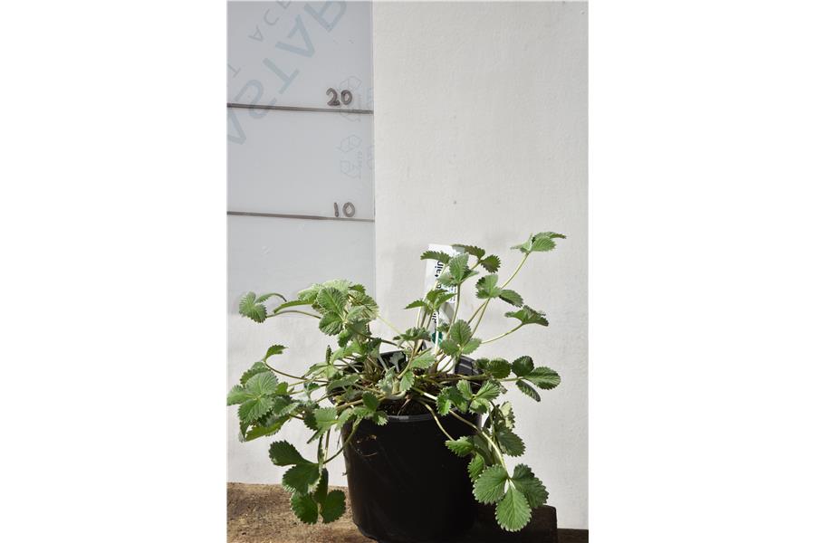 Potentilla argyrophylla Golden Starlit