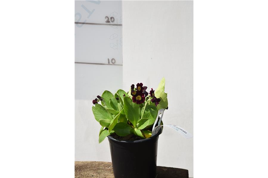 Primula x pubescens Exhibition Rot