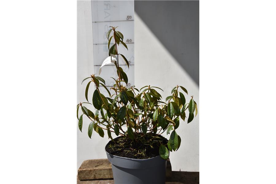 (lutescens x burmanicum)